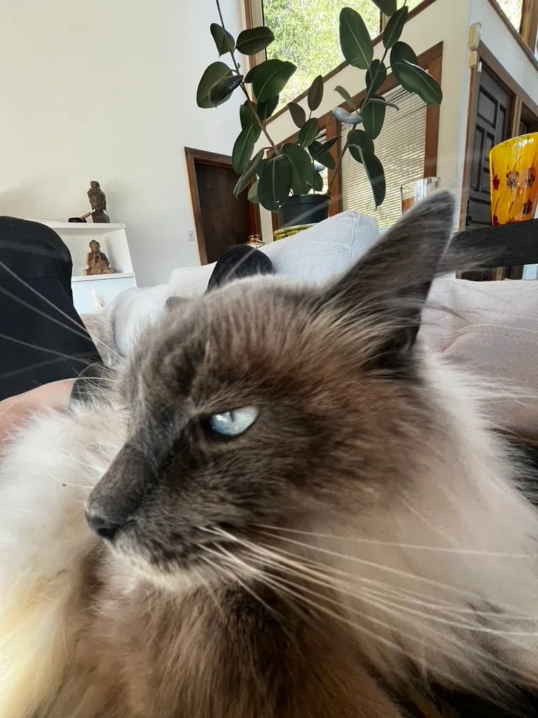 A gray cat resting at home