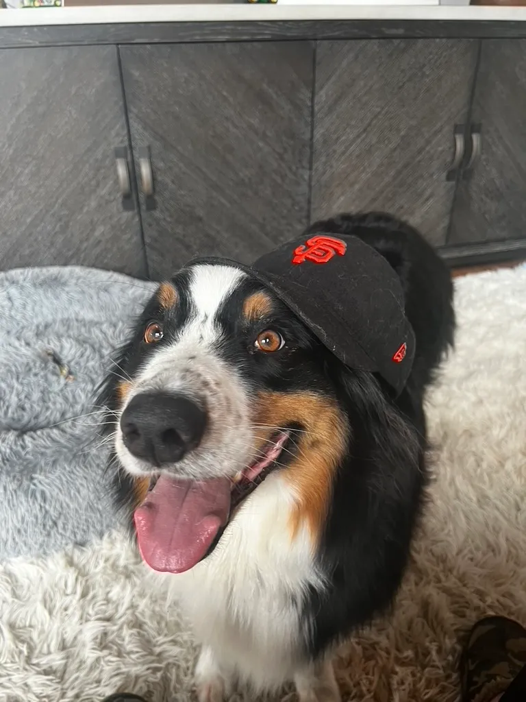 A Bernese Mountain Dog relaxing at home