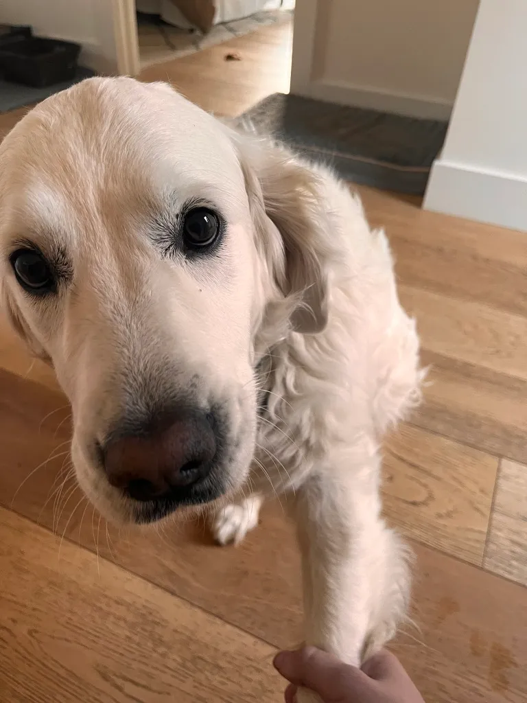 A white dog relaxing at home during a pet-sitting visit