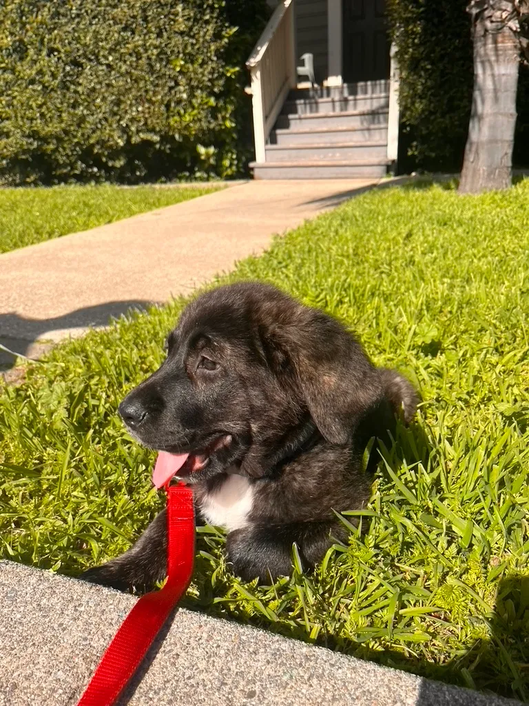 A black puppy sitting in a sunny lawn