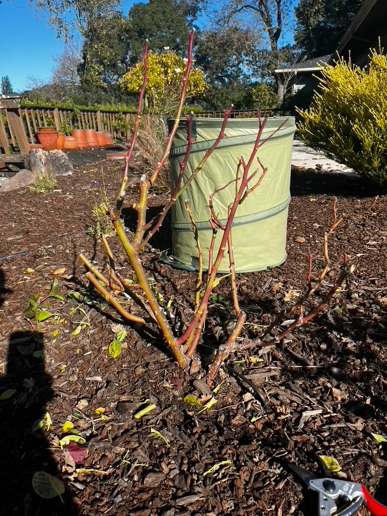 A shrub pruned as part of seasonal garden maintenance
