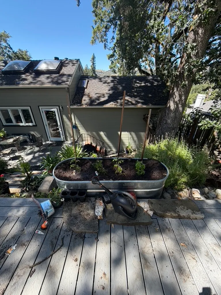 A raised garden bed with young plants and watering tools