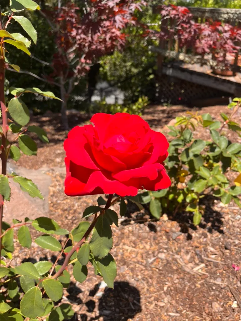 A red rose blooming among garden foliage
