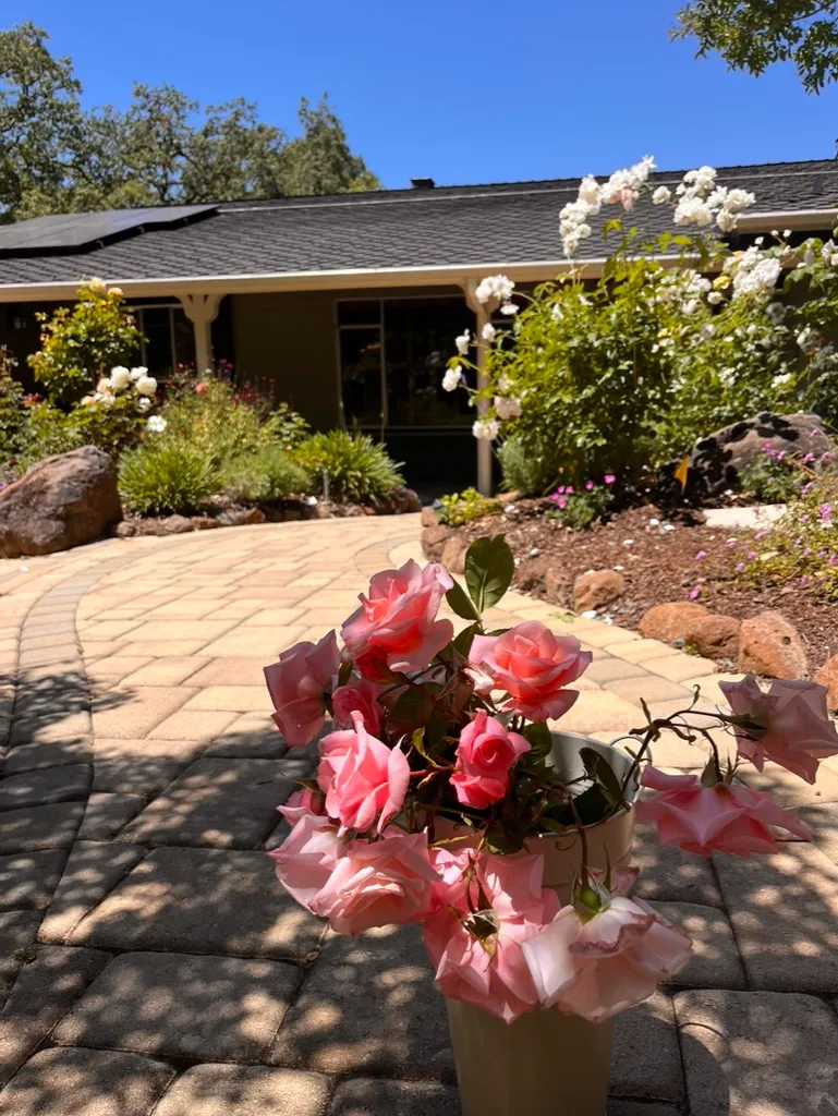 Flowering roses along a residential garden path