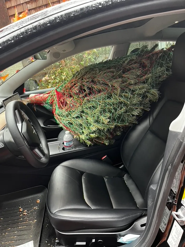 A freshly cut holiday tree secured inside a vehicle for transport