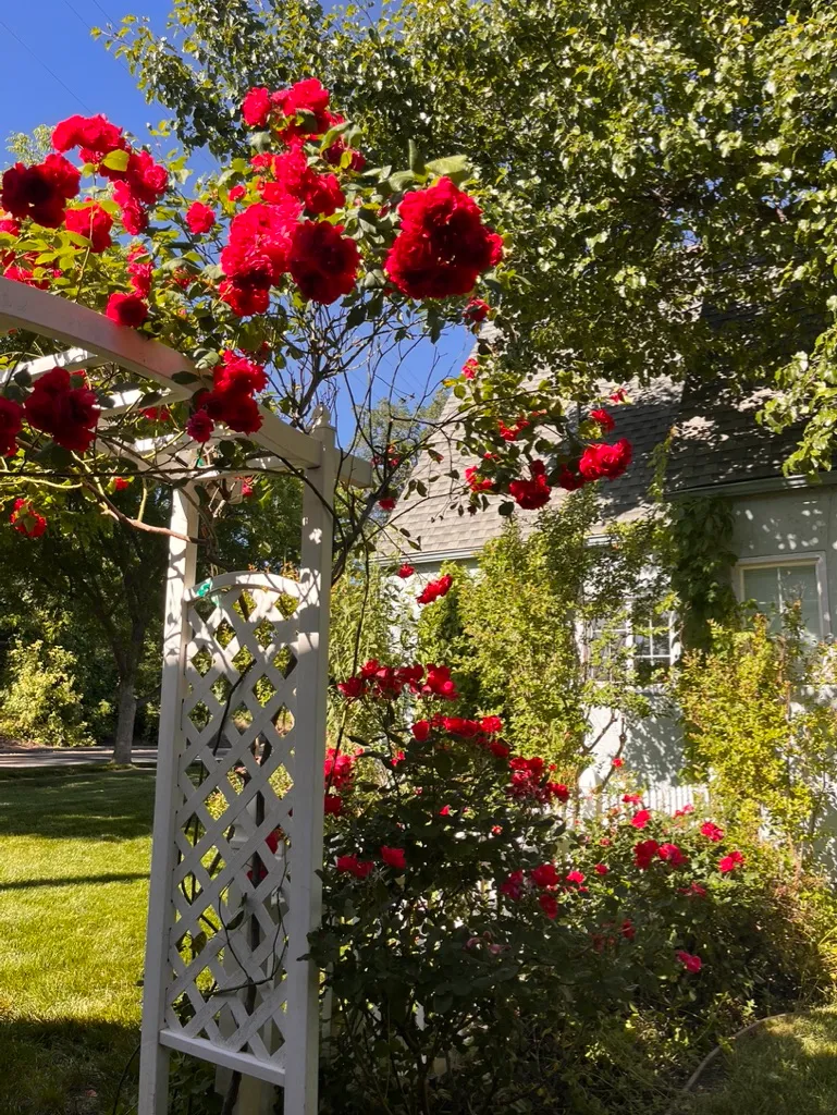 Red roses climbing a garden trellis