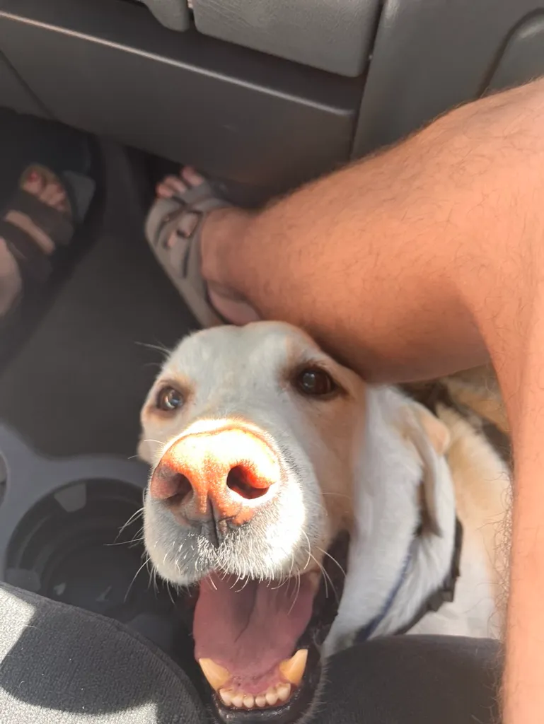A white dog enjoying attention at home