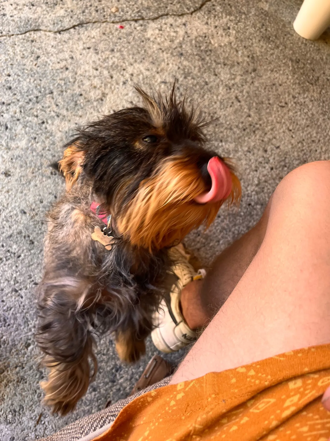 A small wire-haired dog greeting Zac