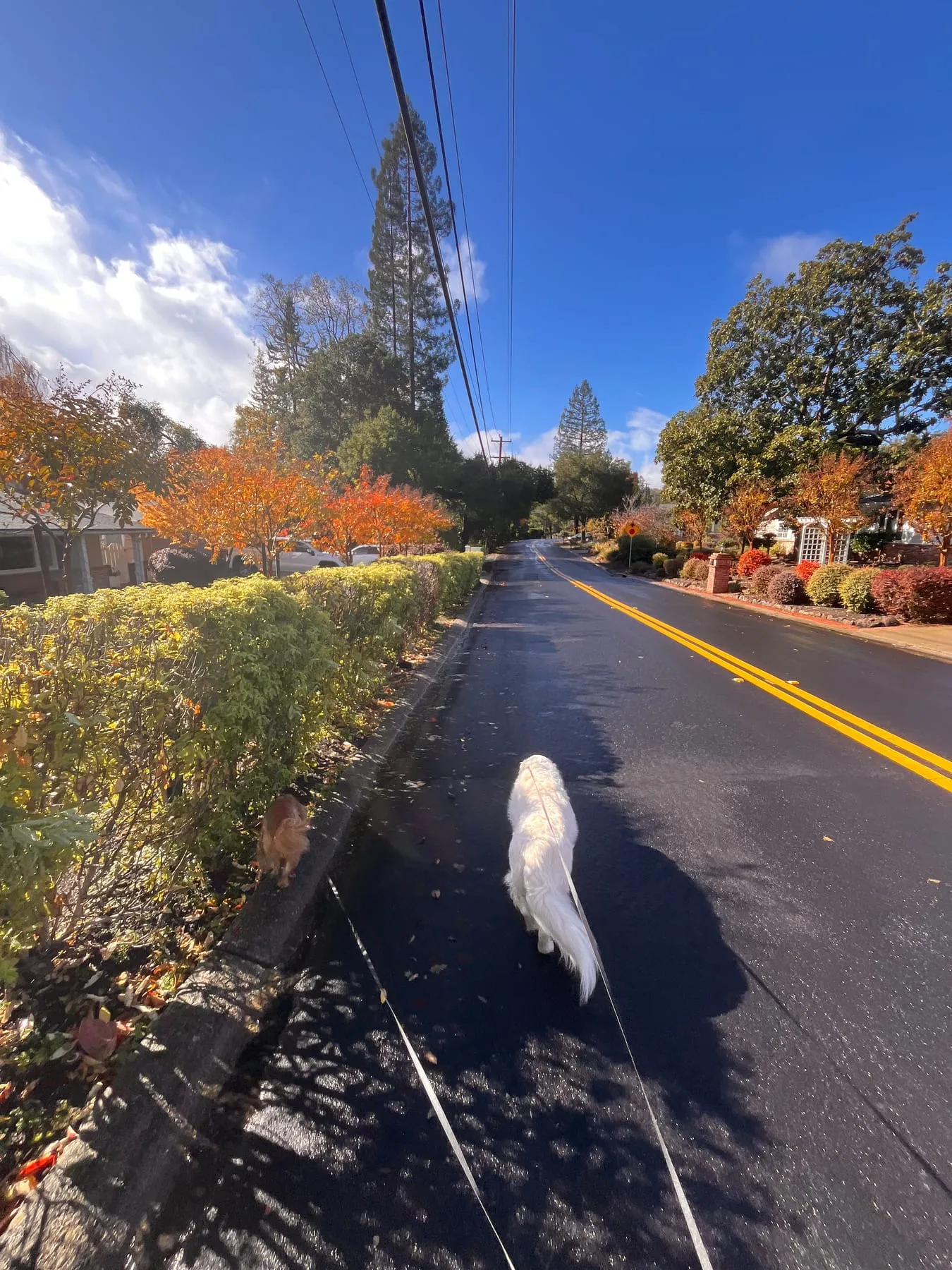 Two dogs being walked through an autumn neighborhood