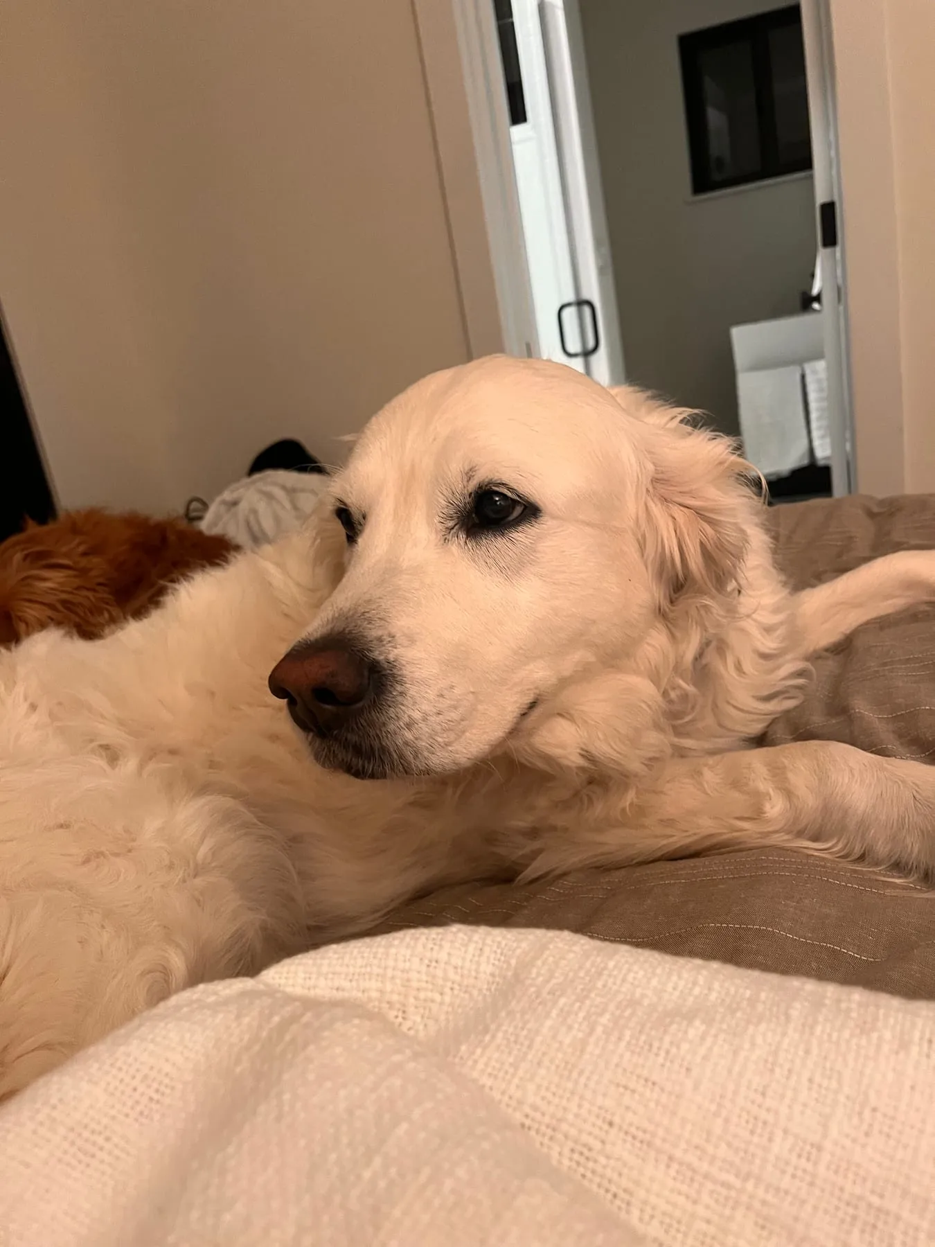 A white retriever relaxing on a bed