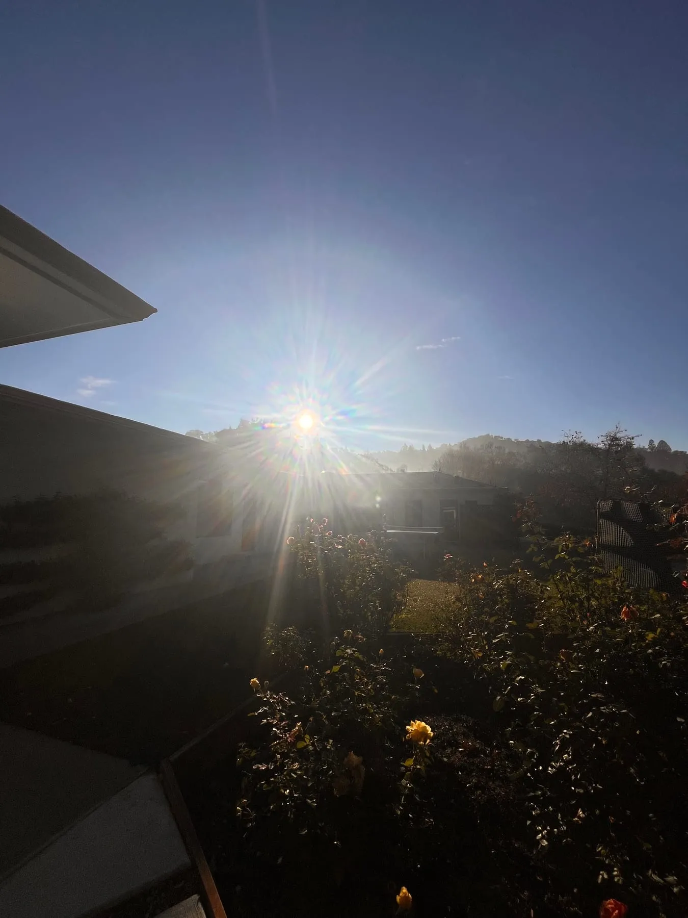 Morning sunlight over a residential rose garden