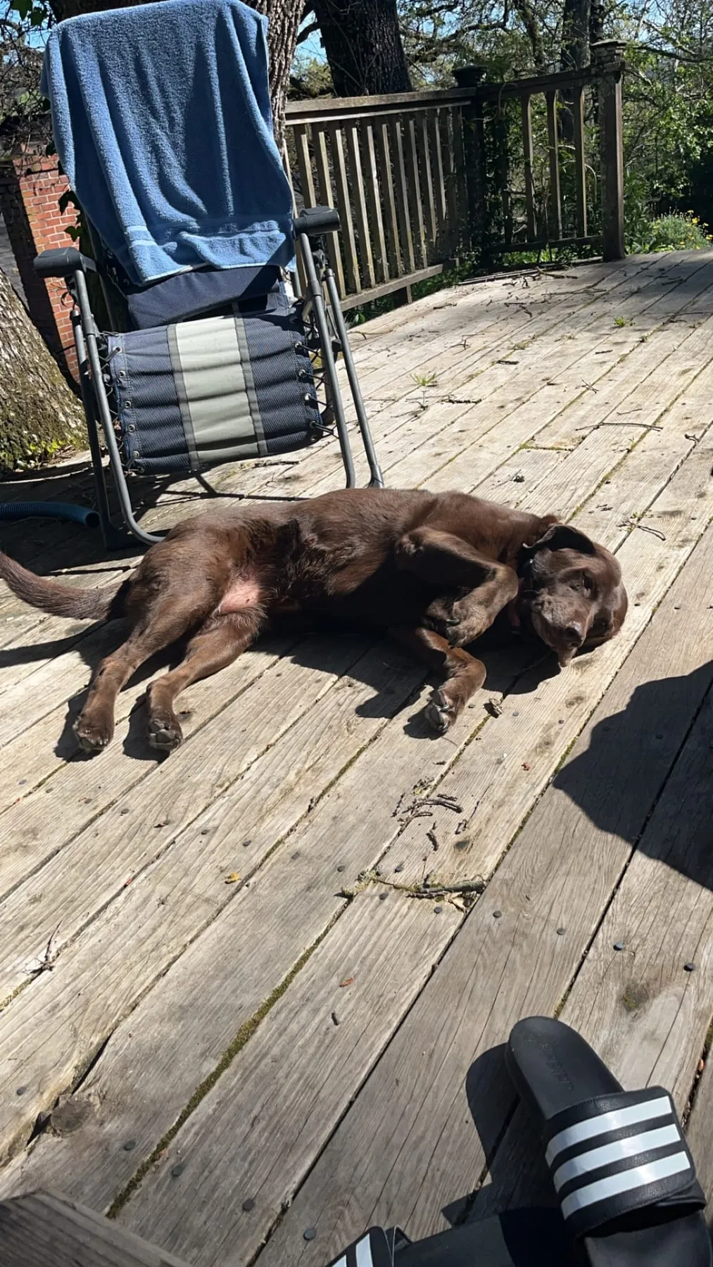 A brown dog relaxing in the sun on a wooden deck